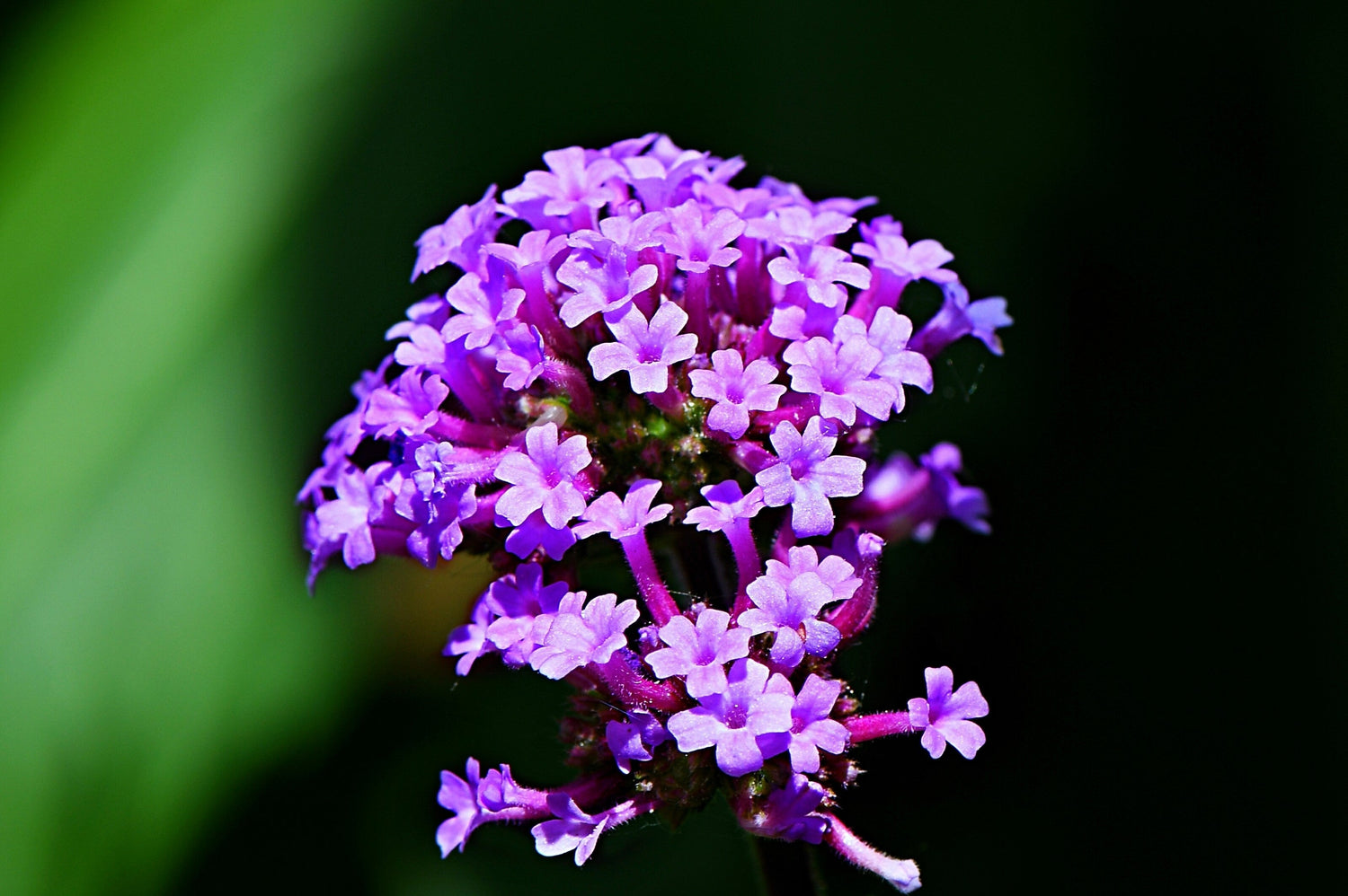 250 semillas de verbena común, verbena officinalis, hierba europea, flor rosa púrpura