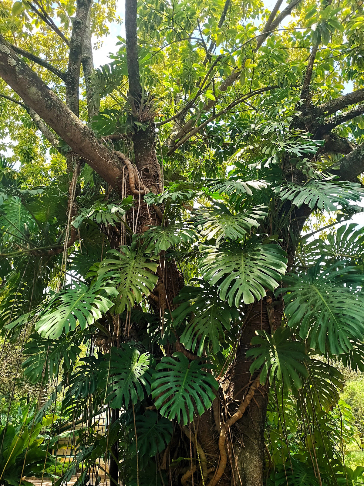 5 semillas orgánicas de filodendro de hoja dividida Monstera Deliciosa, planta de queso suizo