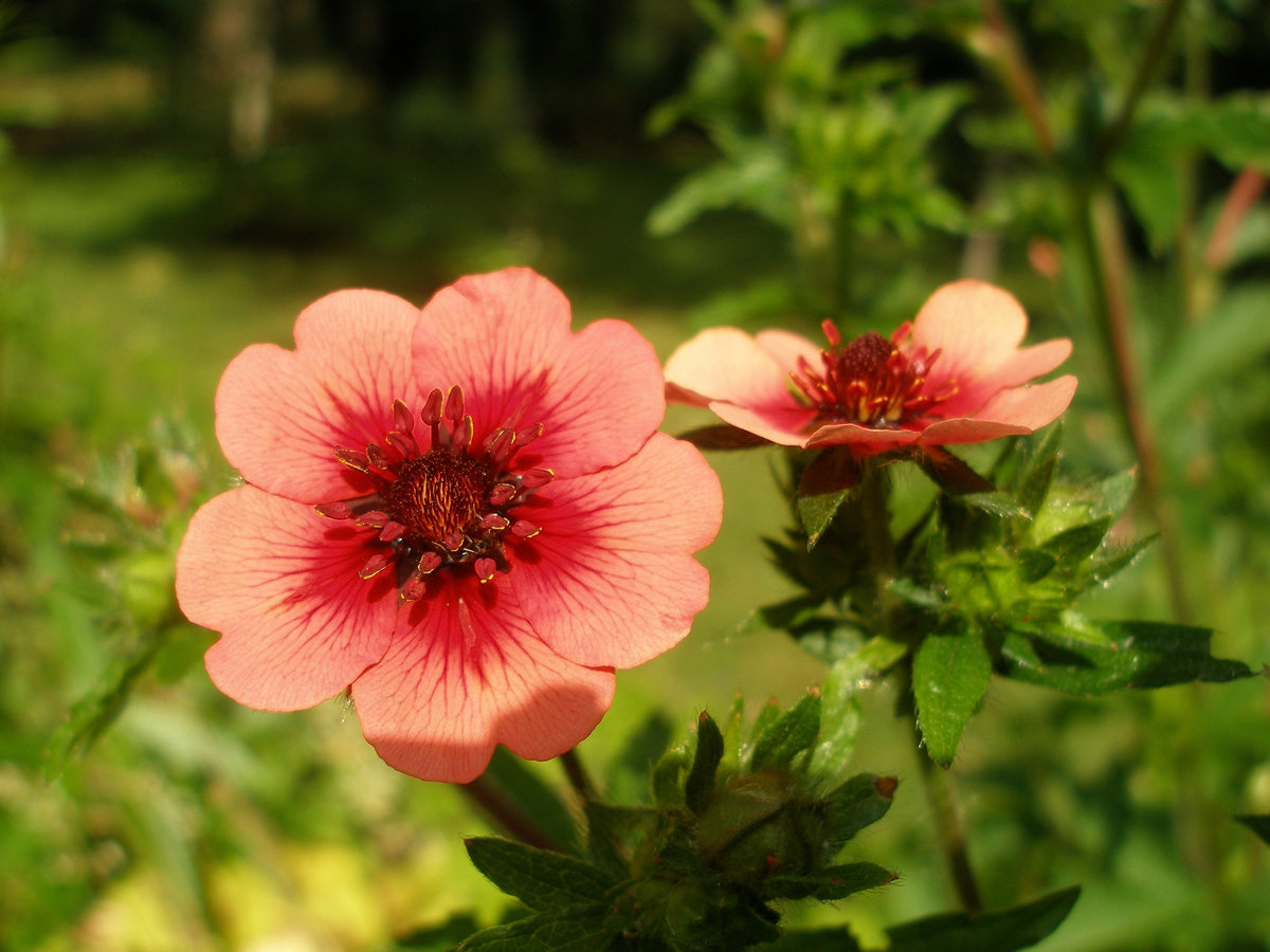 50 NEPAL CINQUEFOIL / POTENTILLA Nepalensis Pink Red Flower Seeds