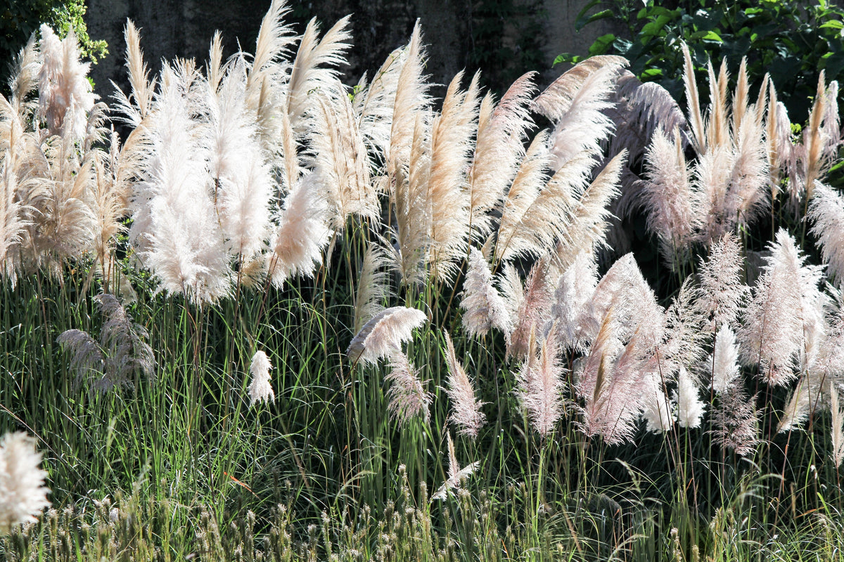 200 semillas de flores ornamentales de Cortaderia selloana, hierba de la pampa blanca
