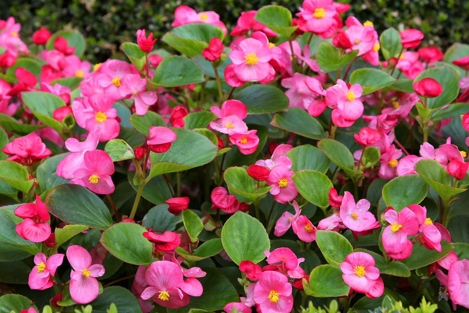25 semillas de flor de sombra fibrosa de begonia semperflorens de cera rosa