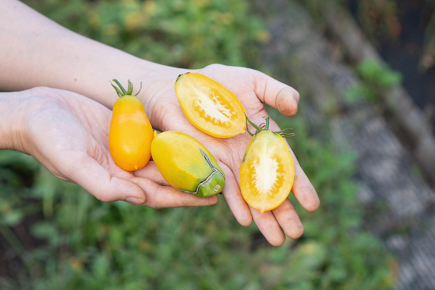 40 semillas de tomate, patitas de plátano, lycopersicon amarillo heirloom