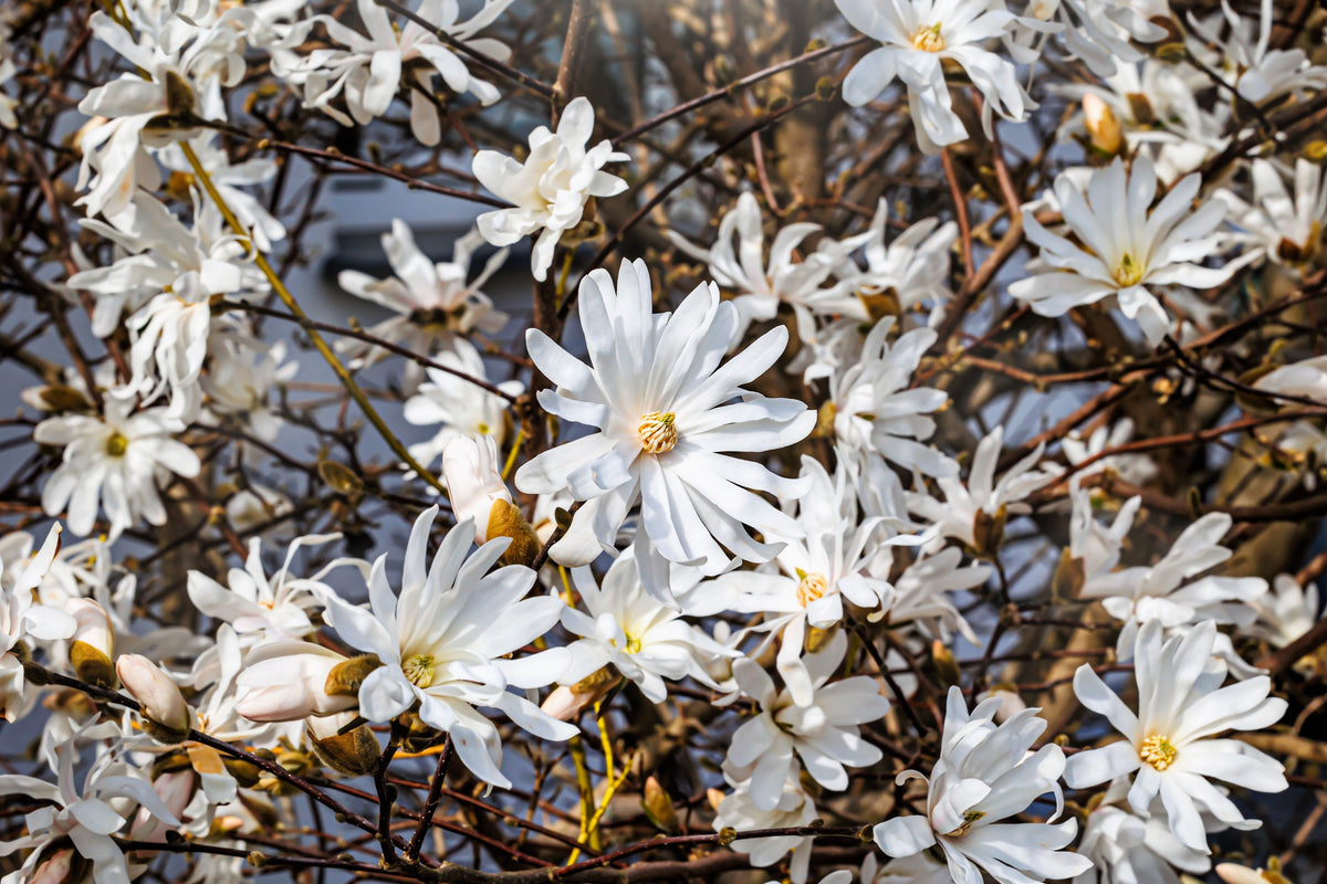 Semillas de 5 STAR MAGNOLIA Stellata - Flores grandes, fragantes, de color blanco a rosa, de 10 cm de ancho