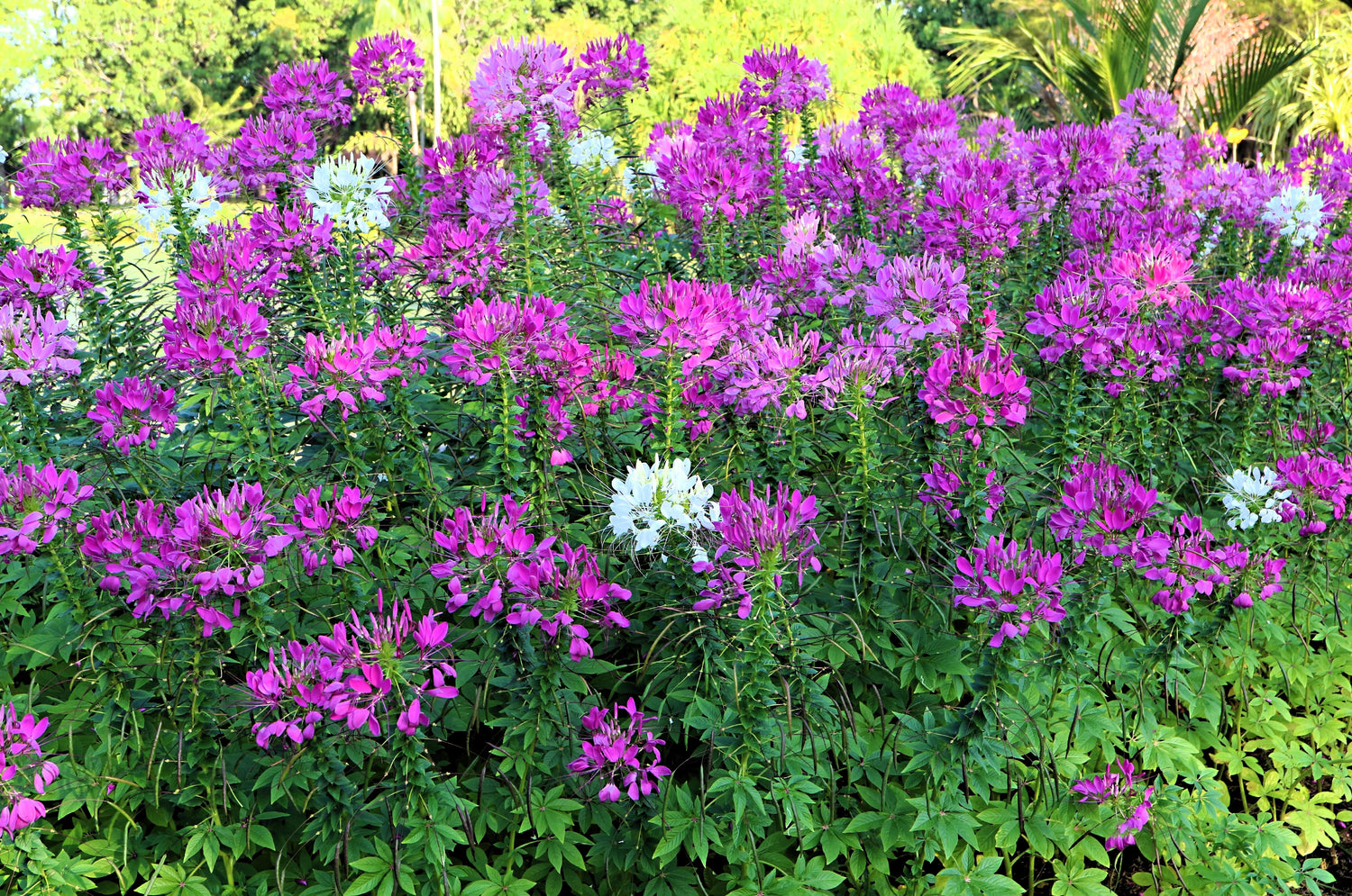 200 semillas de flor de araña púrpura de Cleome Spinosa, Hassleriana, reina violeta