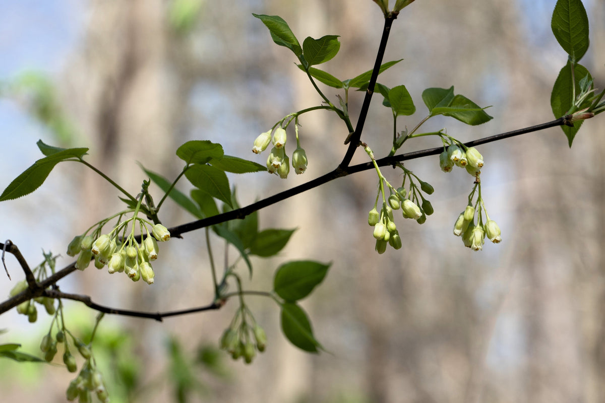 5 semillas de árbol de nuez americana, Staphylea trifolia, arbusto, vaina verde, flor blanca