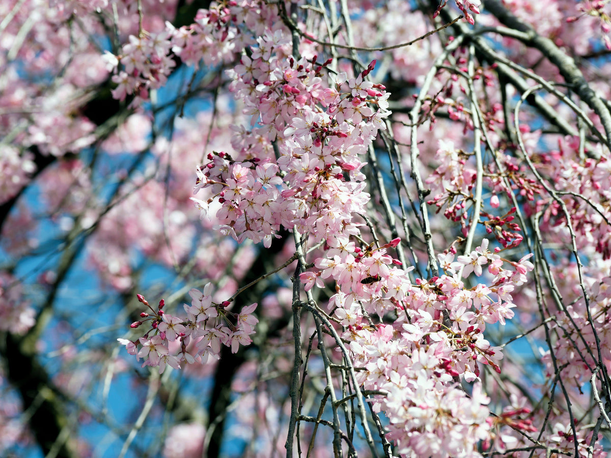 10 semillas de cerezo japonés Prunus subhirtella pendula de flores rosas