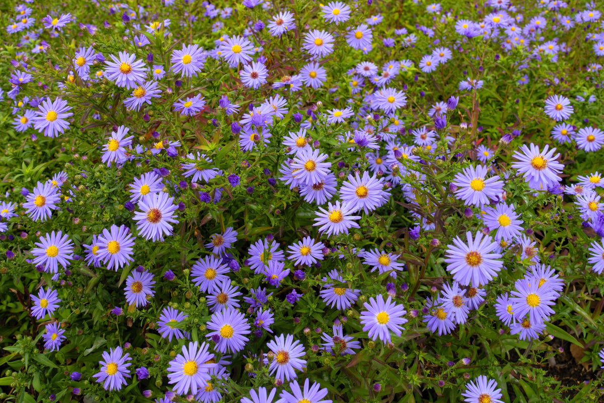 50 semillas de flores de ASTER BOTÓN DE ARROZ AZUL Dumosus