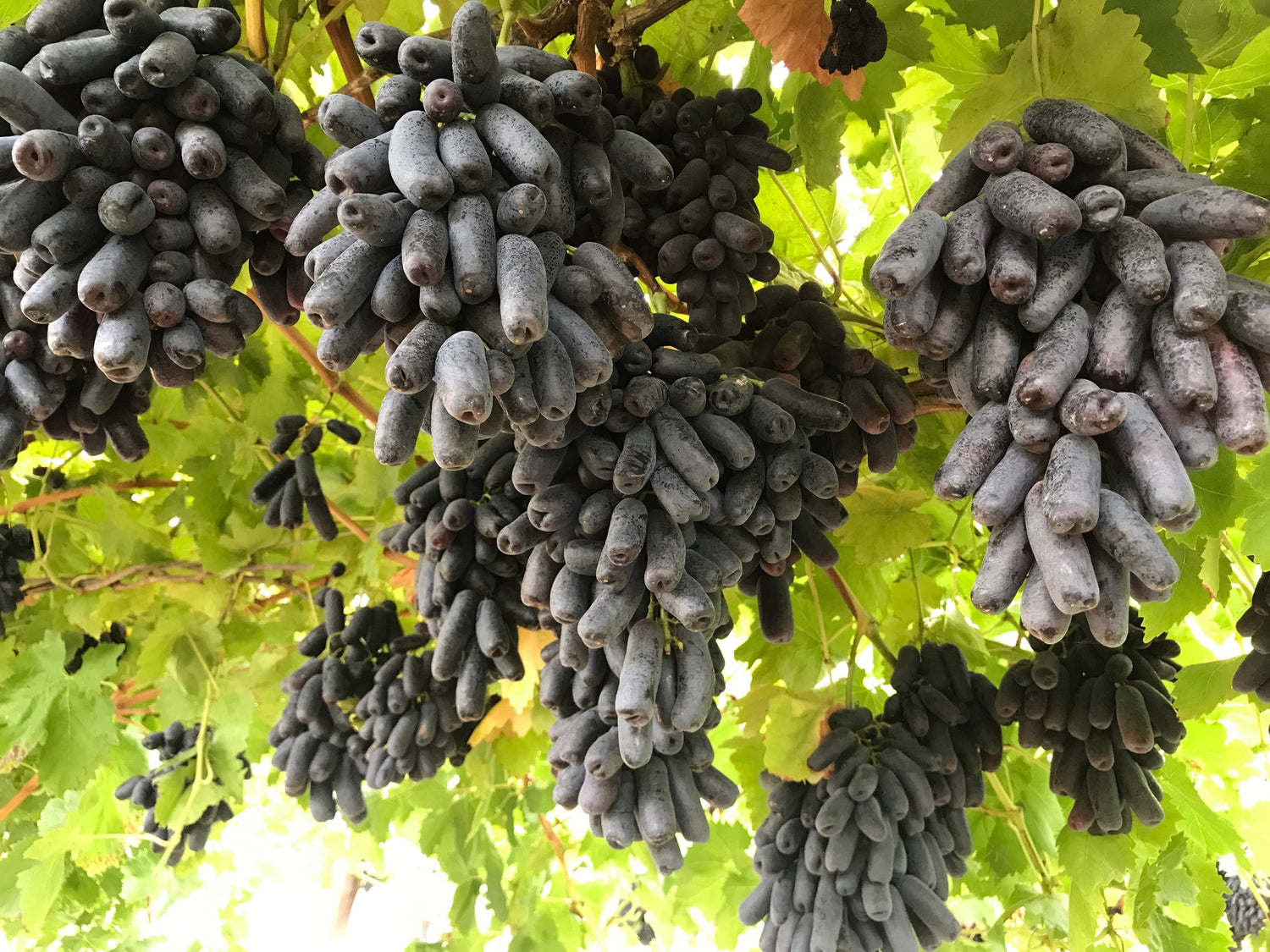 5 semillas de vid de fruta Vitis viniferia de UVA DEDO NEGRO