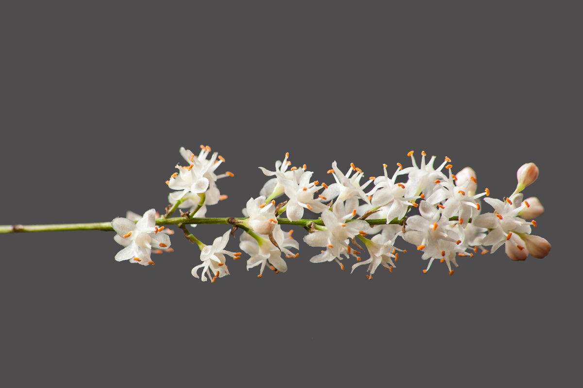 10 semillas de helecho espárrago esmeralda (A. Densiflorus Mazeppa), planta de interior