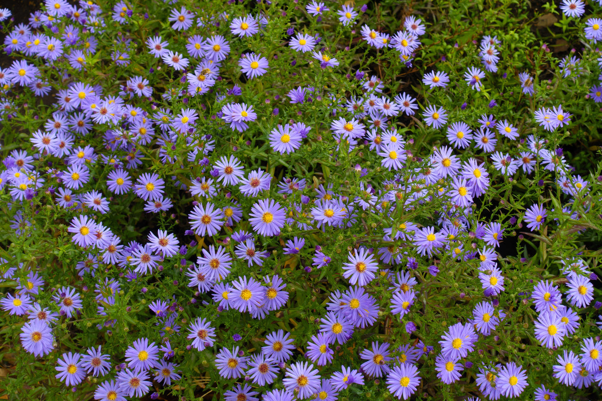 50 semillas de flores de ASTER BOTÓN DE ARROZ AZUL Dumosus