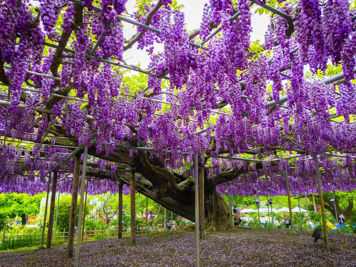 5 semillas de glicina japonesa, flor floribunda, enredadera ornamental morada.