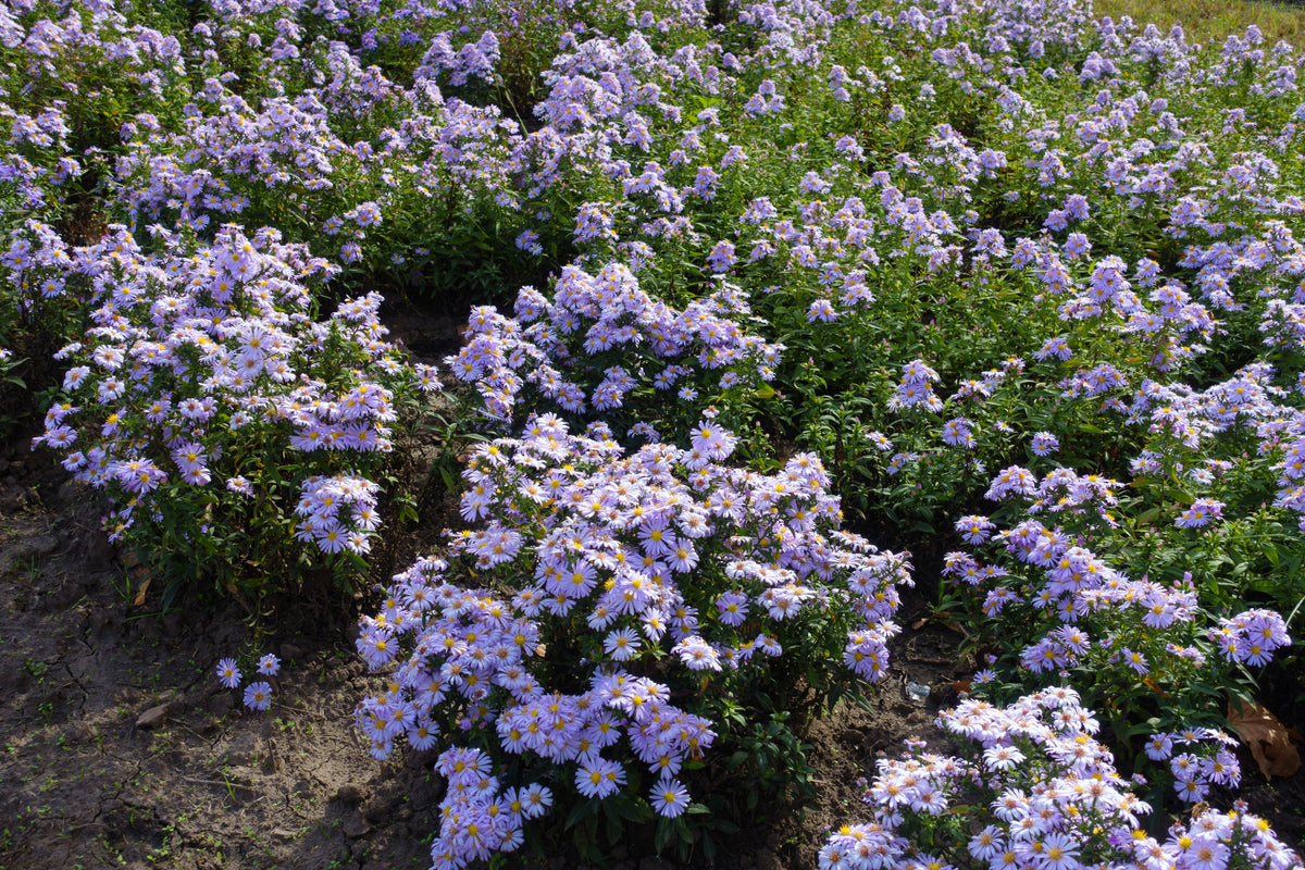 50 semillas de flores de ASTER BOTÓN DE ARROZ AZUL Dumosus