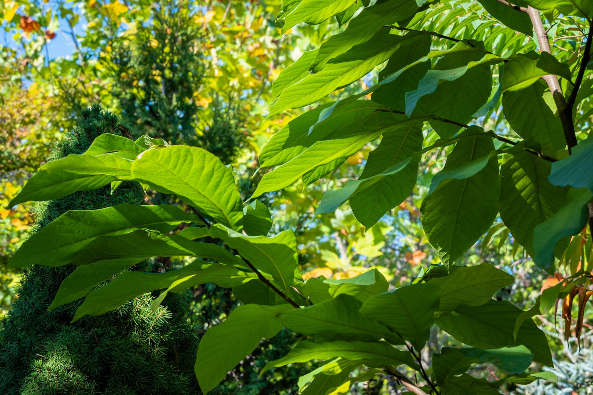 5 semillas de flores de Asimina Triloba, árbol frutal de papaya, plátano indio