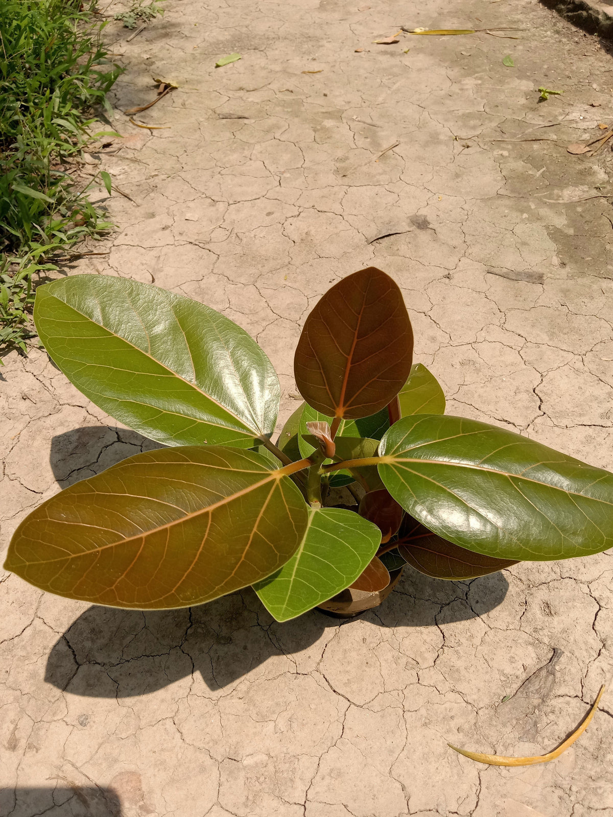 50 semillas de higuera banyan (Ficus benghalensis de las Indias Orientales), planta de interior de raíz aérea