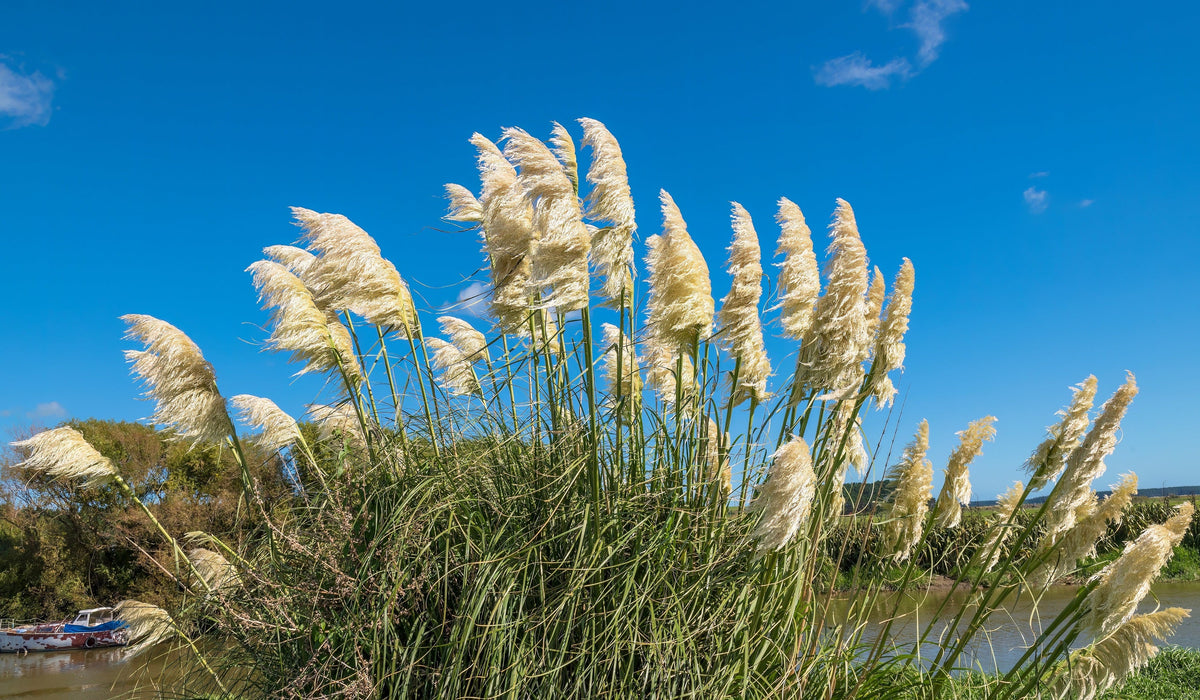 200 semillas de flores ornamentales de Cortaderia selloana, hierba de la pampa blanca