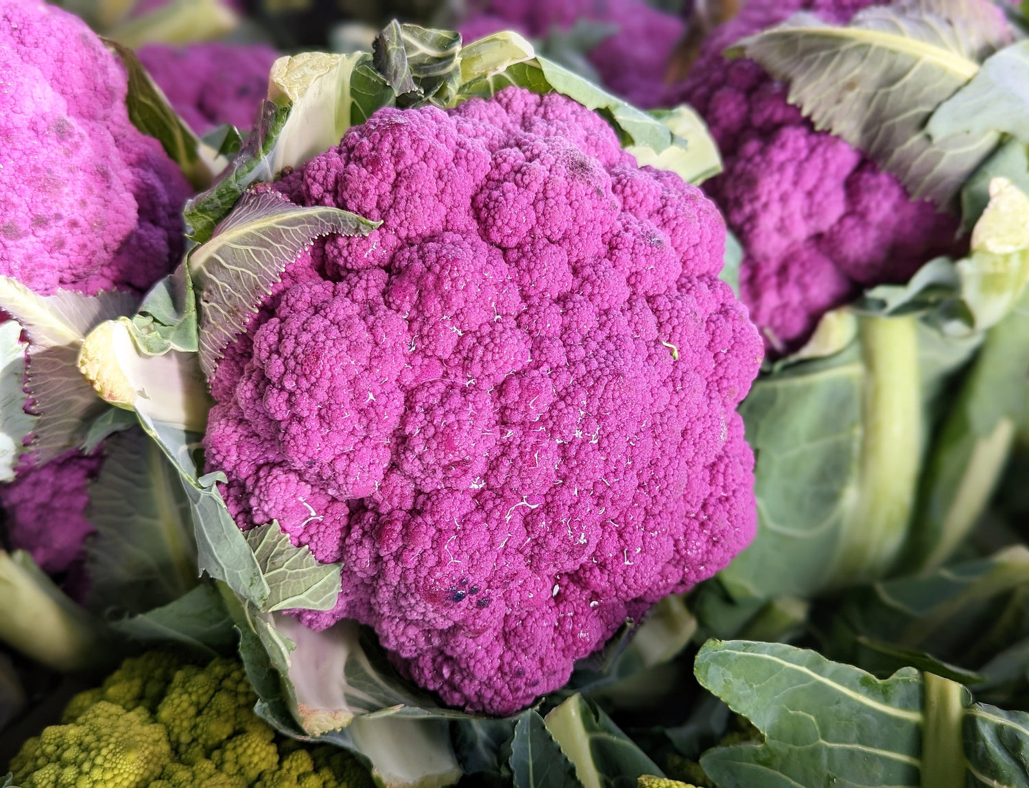 25 semillas de coliflor morada Violet Queen Brassica oleracea Botrytis