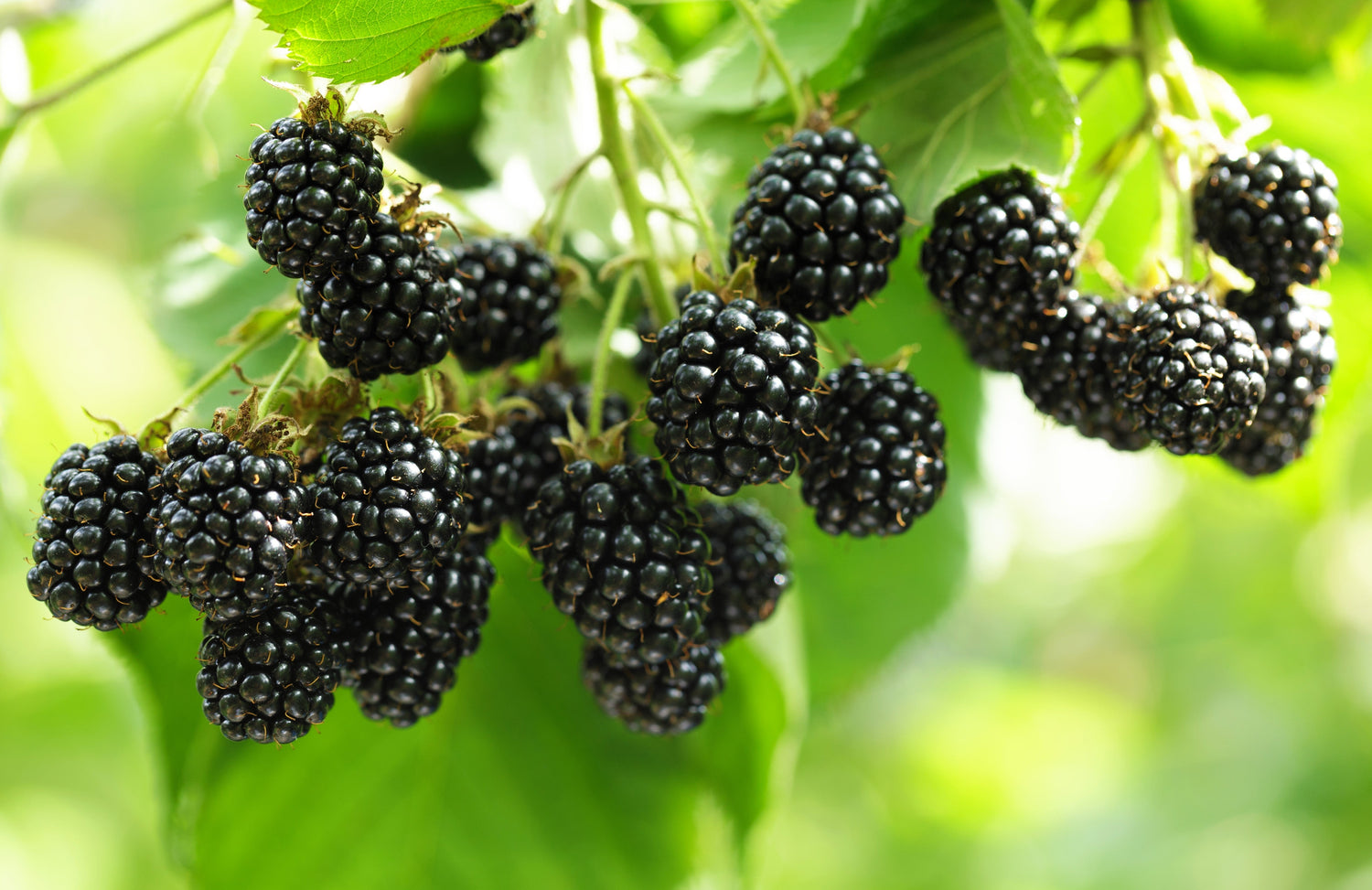 100 semillas de arbusto frutal de mora Rubus Allegheniensis