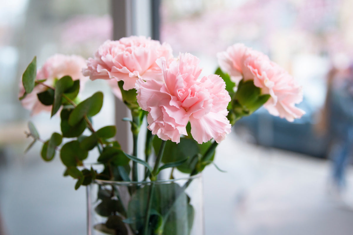 50 semillas de clavel rosa de La France Dianthus Caryophyllus Chabaud