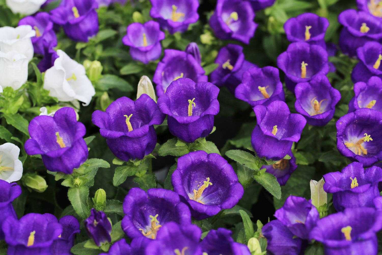 200 semillas de flores medianas de CAMPANULA (Campanula) azules