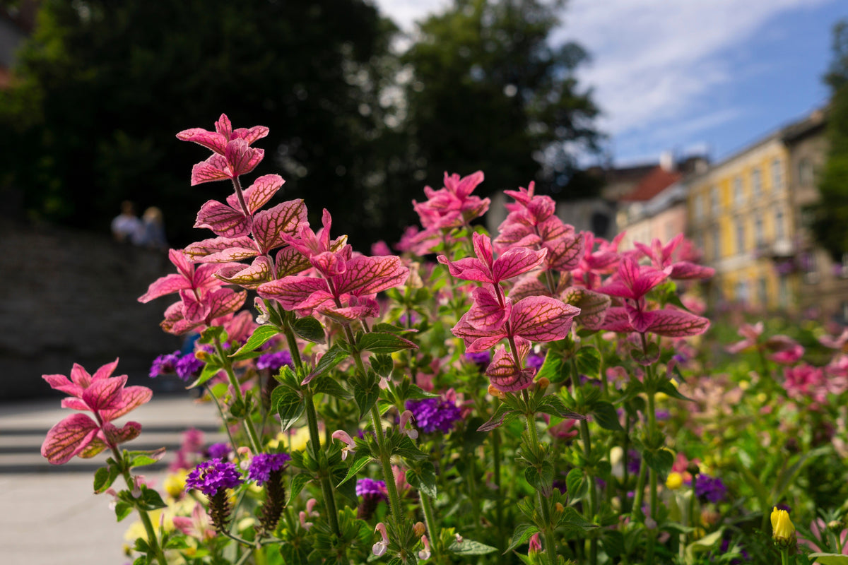 50 semillas de flores de hierba 'PINK Sundae' de Salvia Viridis Horminum