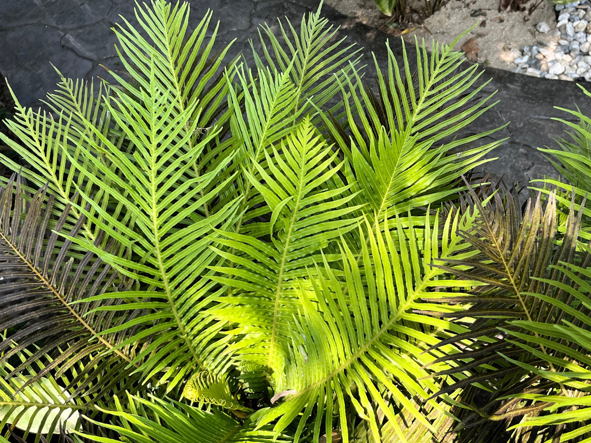 5 semillas de palma de bambú Chamaedorea Seifrizii, palmera de caña o de salón, planta de interior para sombra.