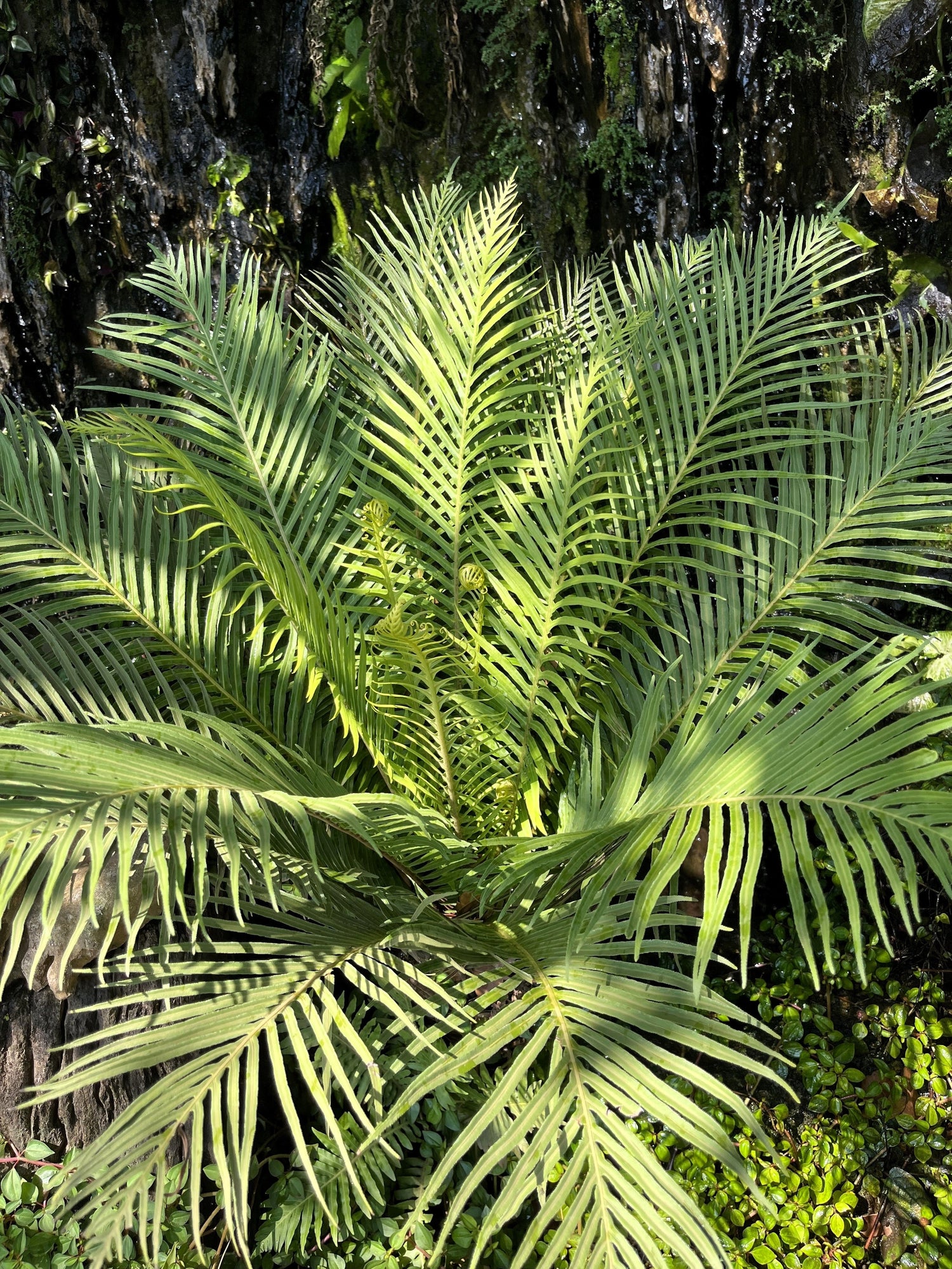 5 semillas de palma de bambú Chamaedorea Seifrizii, palmera de caña o de salón, planta de interior para sombra.