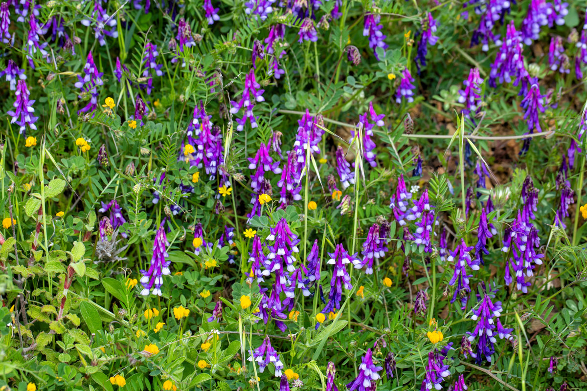 100 semillas de flor de Vicia Villosa (Veza rusa)