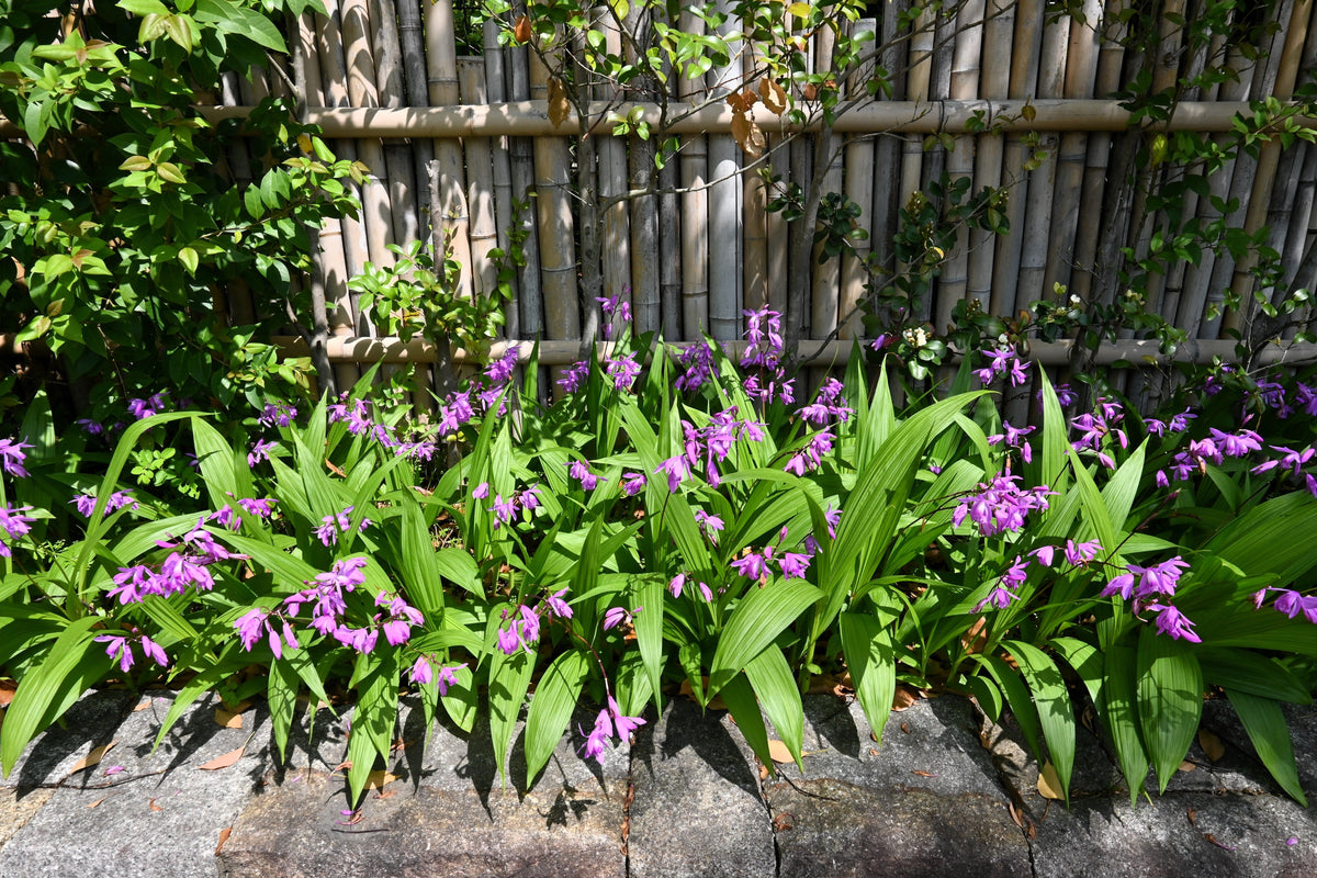 50 semillas resistentes de orquídea terrestre china Bletilla Striata, flores moradas