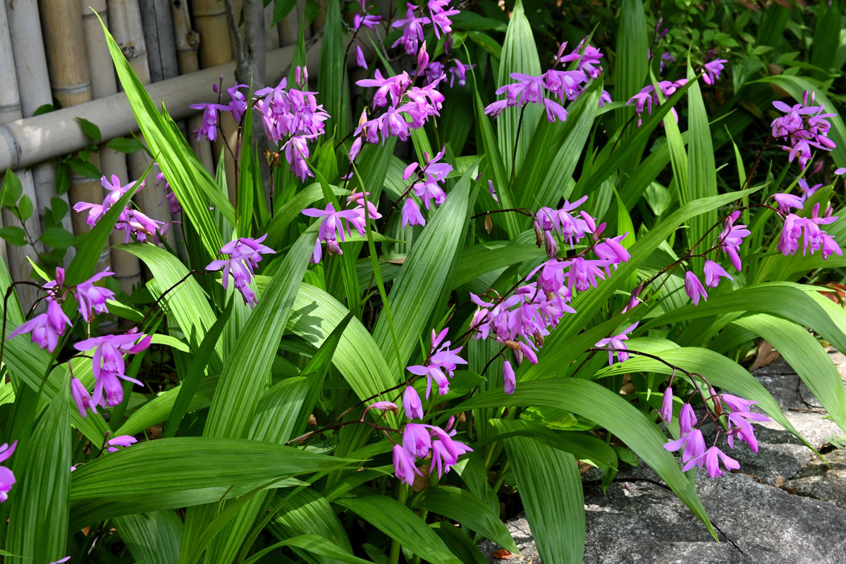 50 semillas resistentes de orquídea terrestre china Bletilla Striata, flores moradas