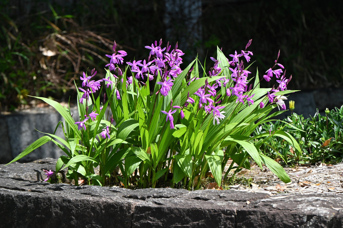 50 semillas resistentes de orquídea terrestre china Bletilla Striata, flores moradas