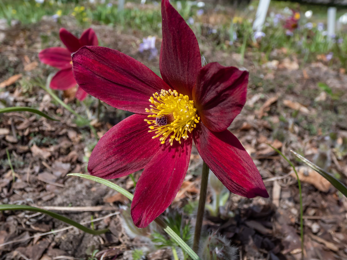 10 Semillas de Flores de ANÉMONA ROJA Pulsatilla Vulgaris PASQUE