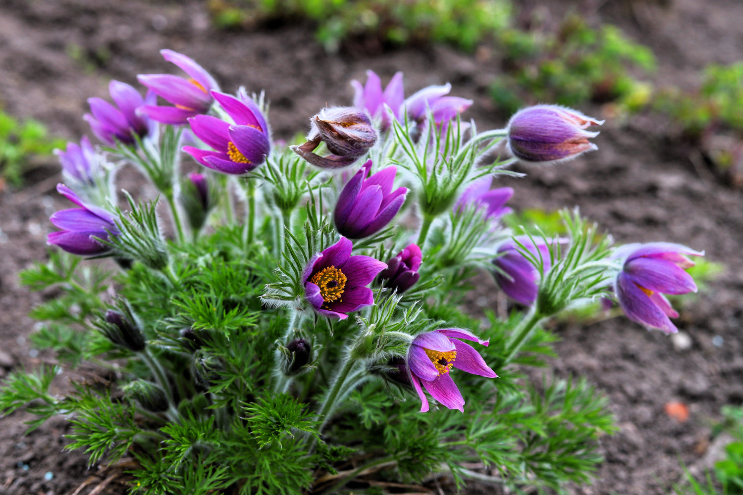 25 Semillas de flores de PASQUE púrpura de ANÉMONA VIOLETA Pulsatilla Vulgaris