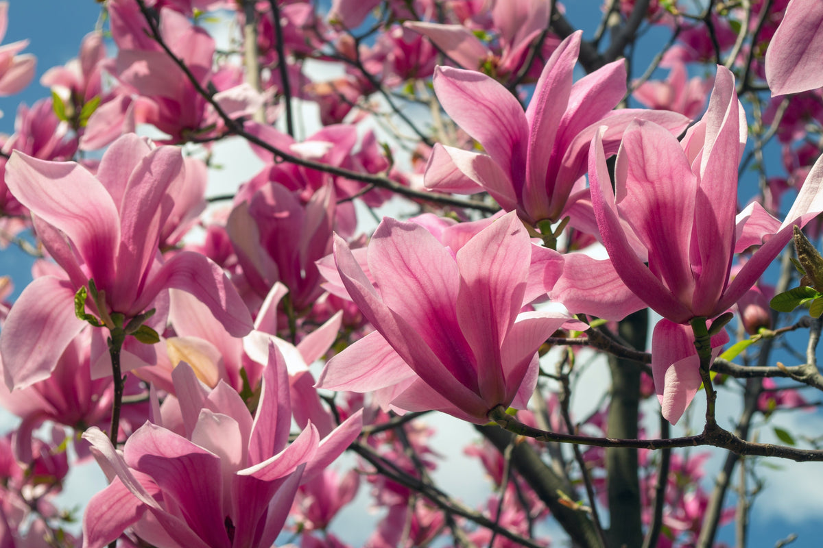 5 semillas de tulipán de flor rosa y blanca de 5 a 10 pulgadas (magnolia de platillo x Soulangeana Denudata y Liliiflora)