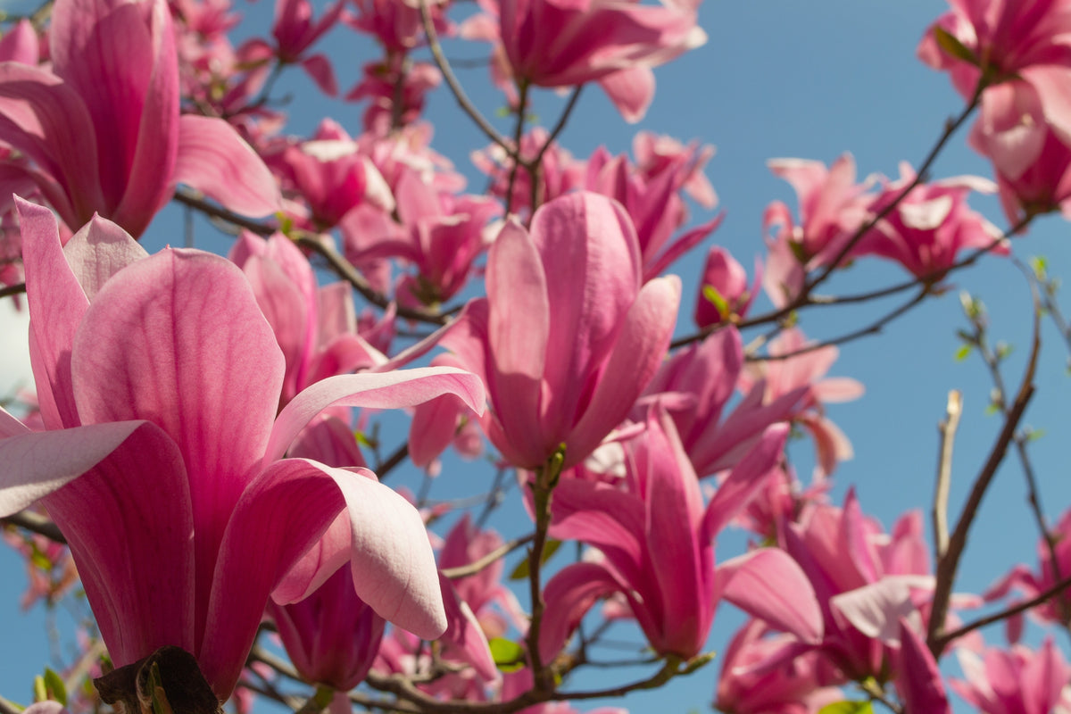5 semillas de tulipán de flor rosa y blanca de 5 a 10 pulgadas (magnolia de platillo x Soulangeana Denudata y Liliiflora)