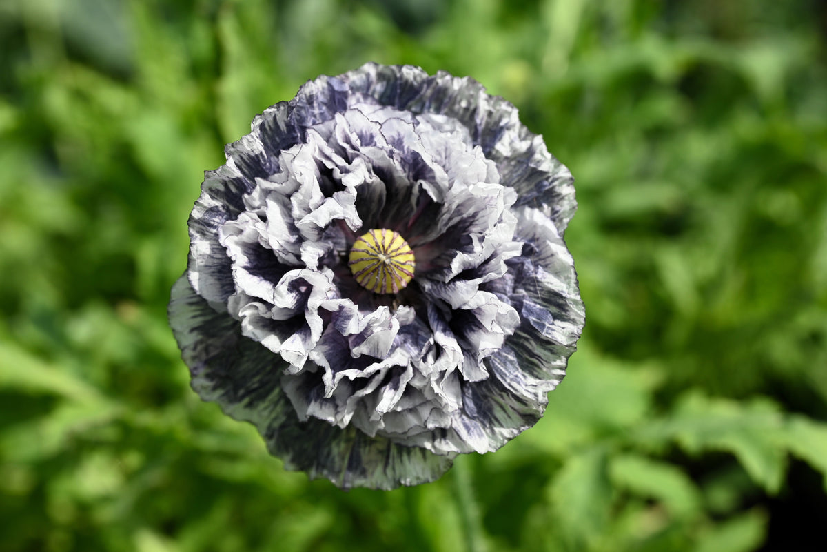 50 semillas orgánicas de amapola gris increíble, Papaver rhoeas, flores de color gris plateado