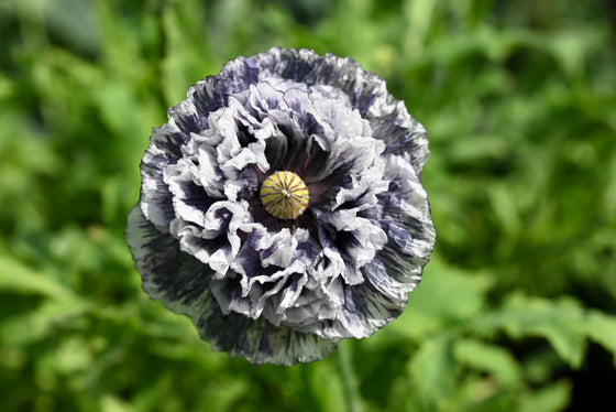 50 semillas orgánicas de amapola gris increíble, Papaver rhoeas, flores de color gris plateado
