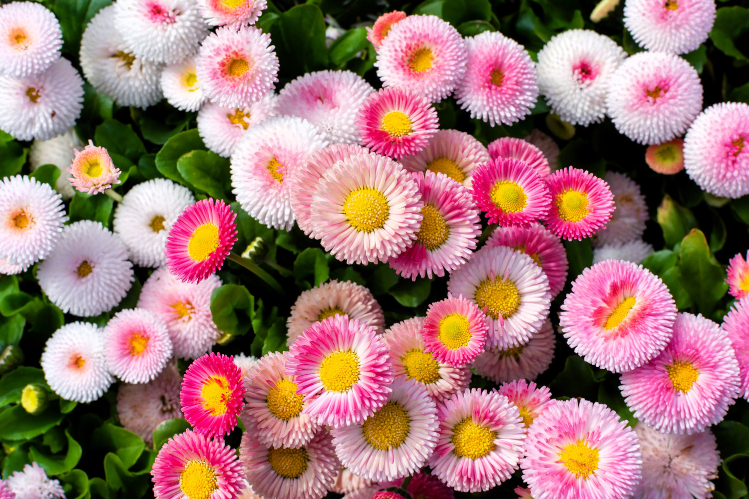 100 Semillas de flores de margarita inglesa Bellis Perennis con fresas y crema