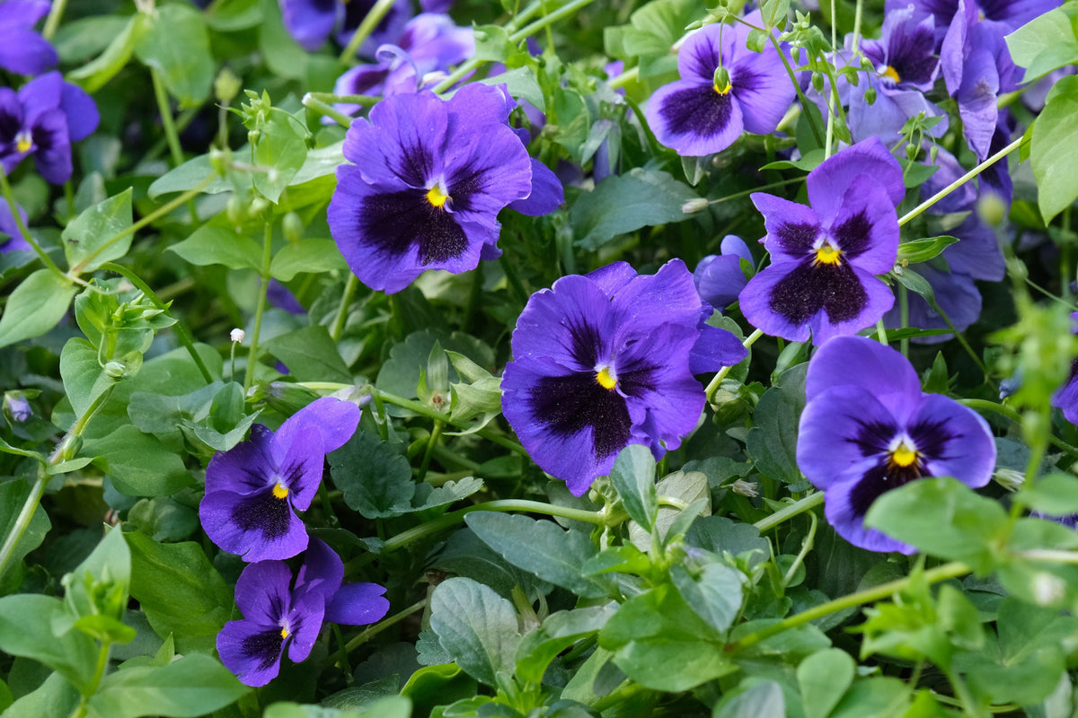 50 semillas de flores de pensamiento de mancha azul intenso, viola gigante suiza, wittrockiana, Ullswater