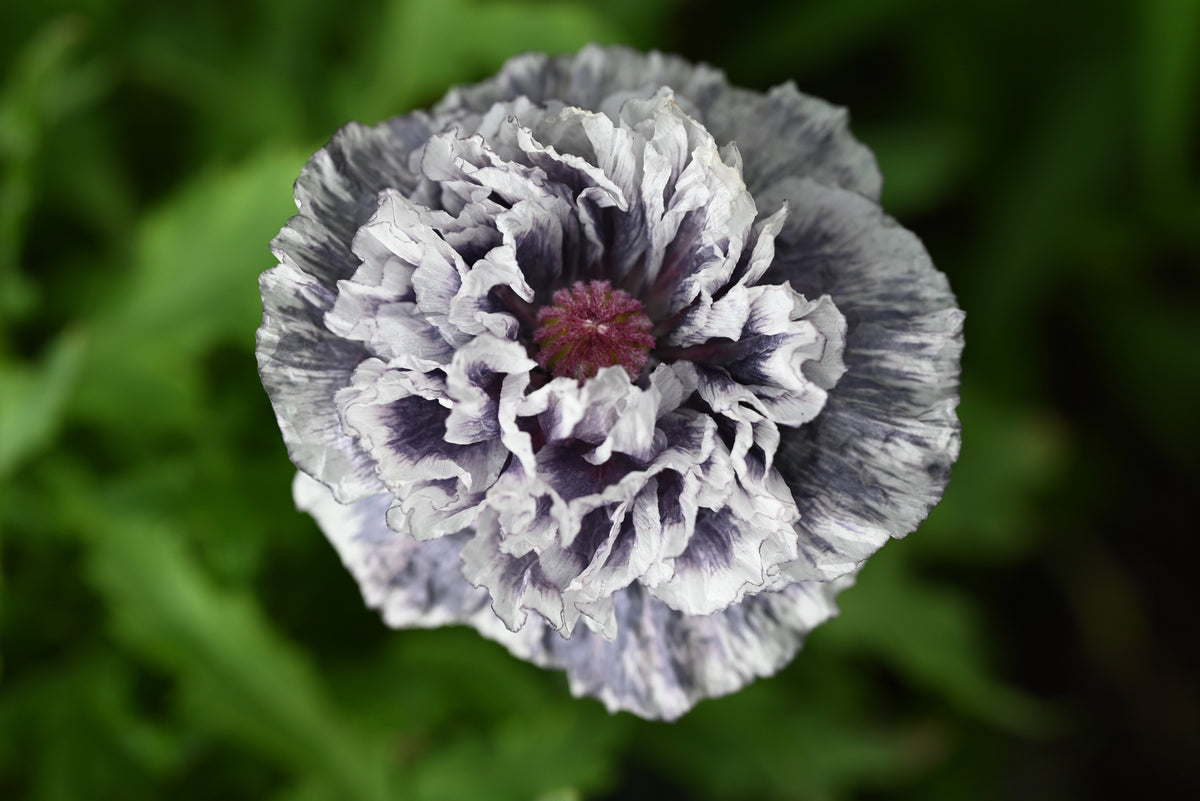 50 semillas orgánicas de amapola gris increíble, Papaver rhoeas, flores de color gris plateado