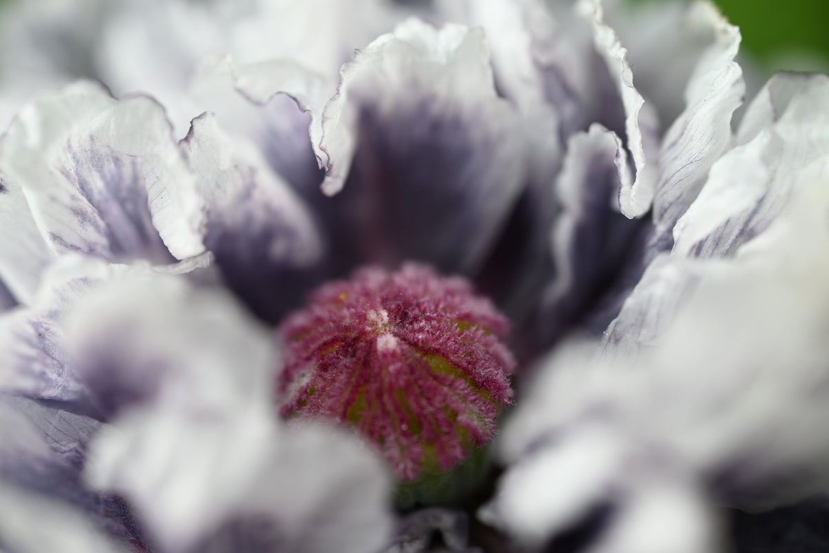 50 semillas orgánicas de amapola gris increíble, Papaver rhoeas, flores de color gris plateado