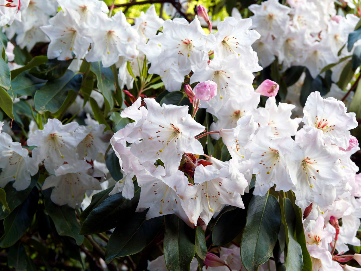 50 semillas de rododendro Fortunei, arbusto rosa, malva y blanco.