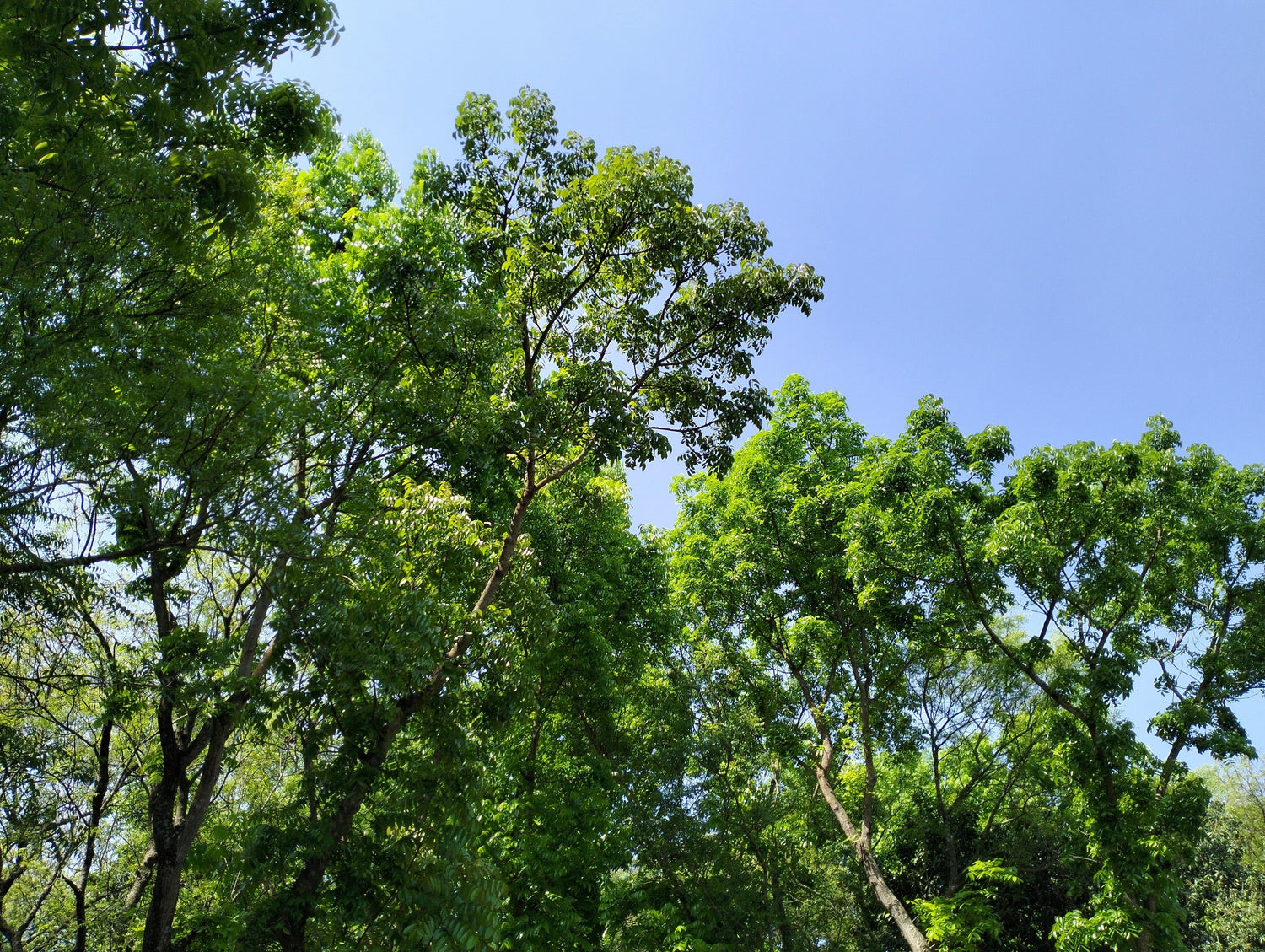 5 semillas de Swietenia Macrophylla, árbol de caoba hondureño de hoja grande y fruto del cielo