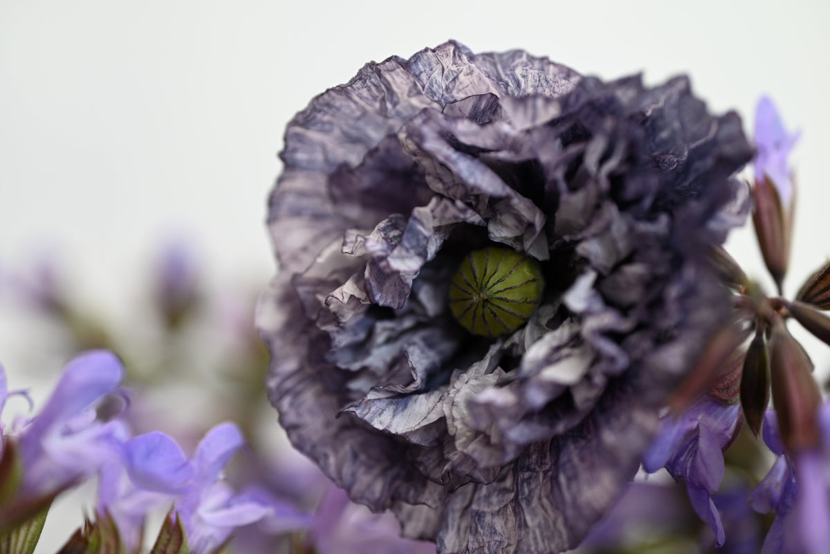 50 semillas orgánicas de amapola gris increíble, Papaver rhoeas, flores de color gris plateado