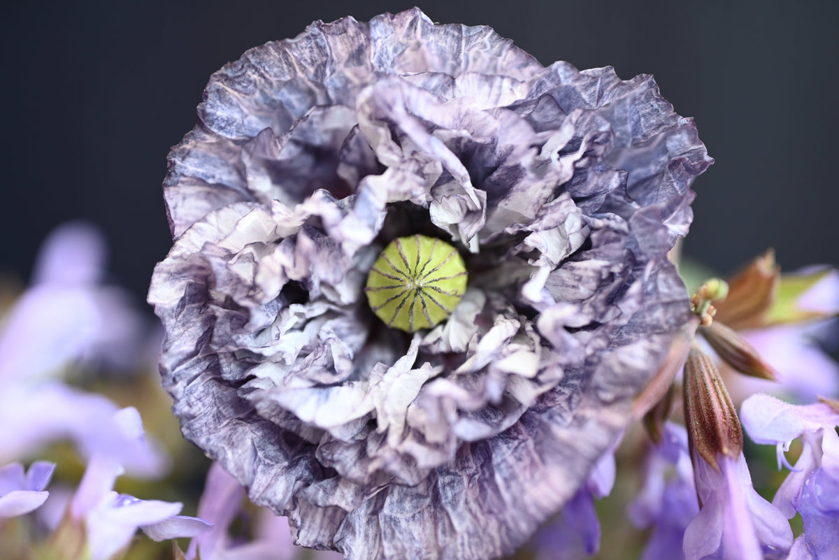 50 semillas orgánicas de amapola gris increíble, Papaver rhoeas, flores de color gris plateado