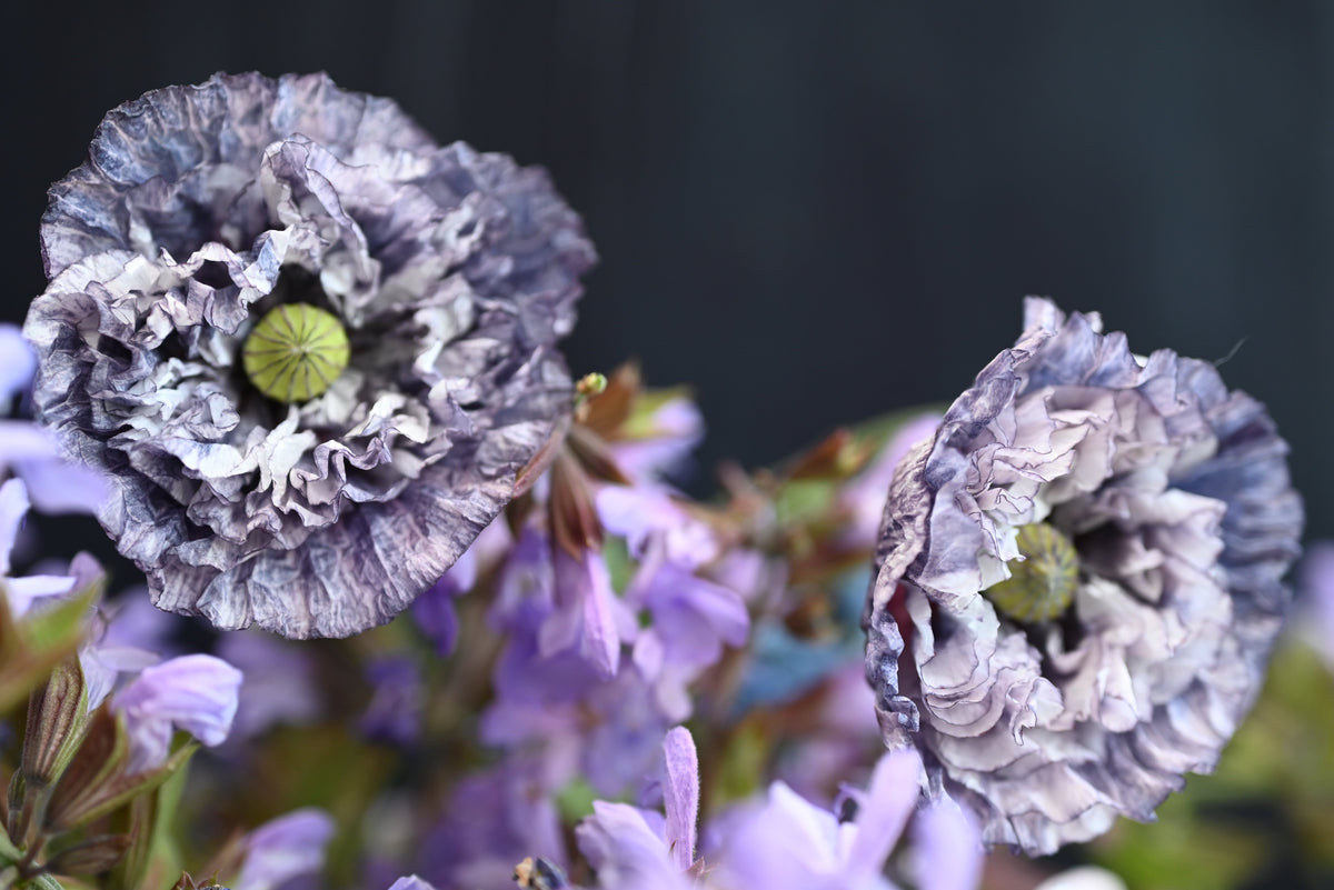 50 semillas orgánicas de amapola gris increíble, Papaver rhoeas, flores de color gris plateado