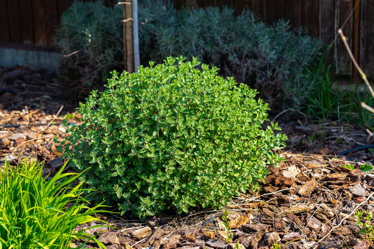 50 semillas de flores de Nepeta Racemosa (menta persa) Mussins
