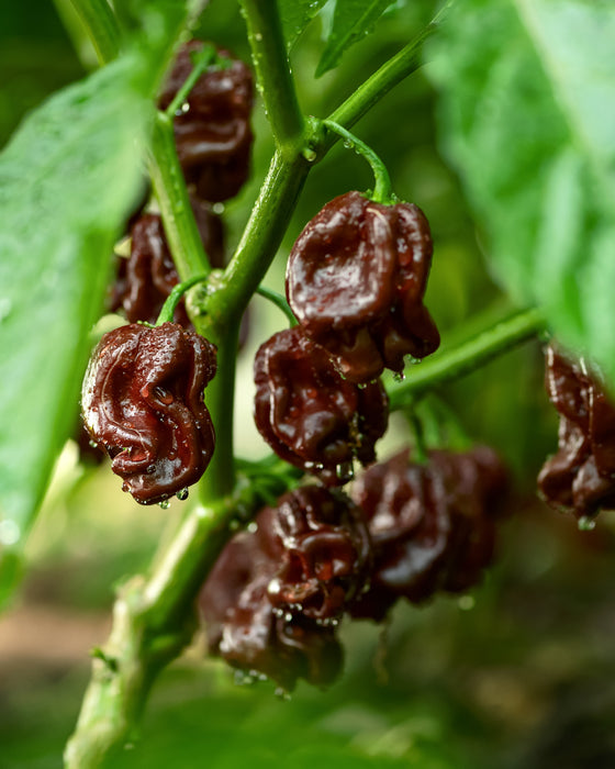 50 semillas de chile habanero marrón picante Capsicum Chinense