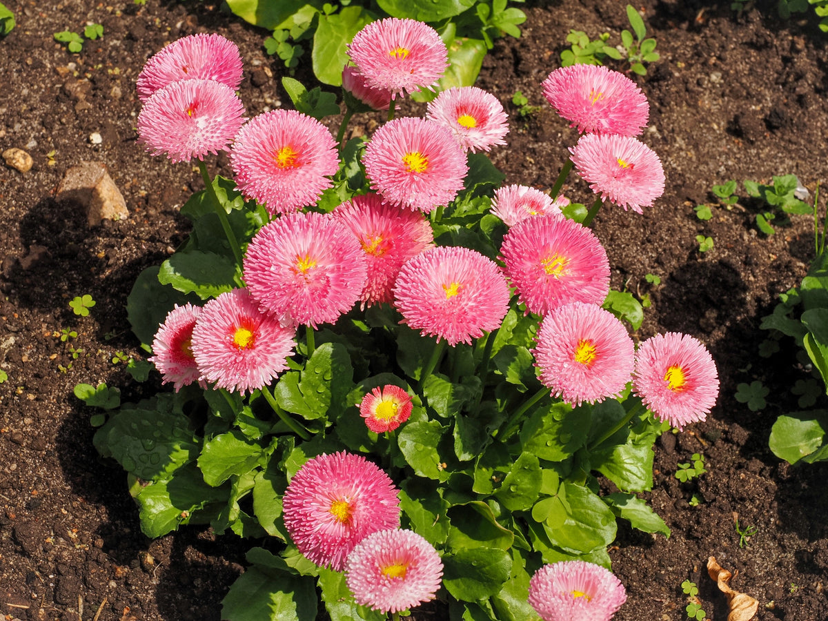 100 semillas de margarita inglesa rosa Bellis Perennis Tasso, flores dobles rosas
