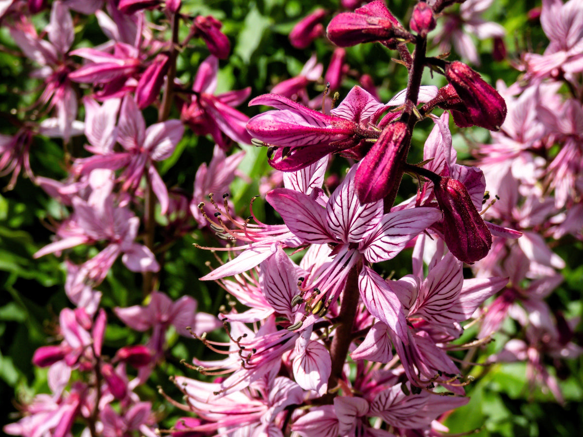 10 semillas de plantas de gas Dictamnus albus de colores mixtos, blanco, rojo, rosa y lila.