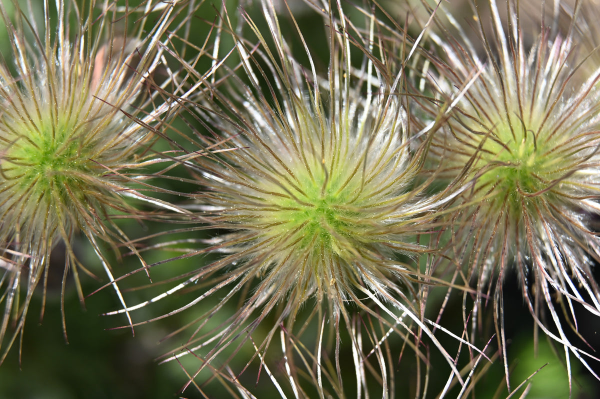 10 Semillas de Flores de ANÉMONA ROJA Pulsatilla Vulgaris PASQUE